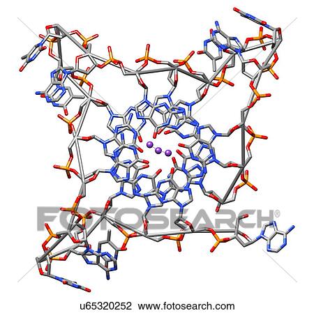 Human Telomeric G-Quadruplex View Large Photo Image Stock Image - Human Telomeric G-Quadruplex. Fotosearch