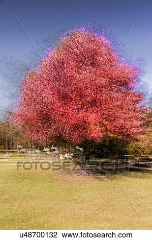 Stock Image - Impressionistic Red Tree, New England. Fotosearch