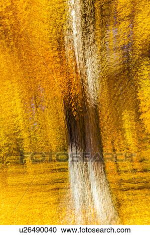 Impressionistic Yellow Tree, New England View Large Photo Image Stock Image - Impressionistic Yellow Tree, New England. Fotosearch