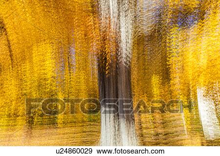 Impressionistic Yellow Tree, New England View Large Photo Image Stock Photo - Impressionistic Yellow Tree, New England. Fotosearch