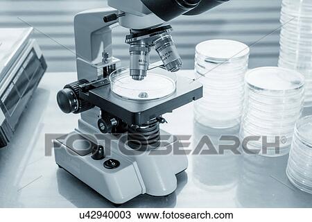 Laboratory microscope and petri dishes View Large Photo Image Stock Image - Laboratory microscope and petri dishes. Fotosearch