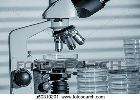 Laboratory microscope and petri dishes View Large Photo Image Stock Image - Laboratory microscope and petri dishes. Fotosearch