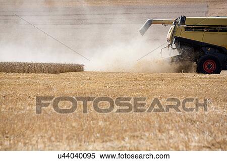Large combine harvester pouring clouds of dust from cut crop on field, Gloucestershire, United Kingdom View Large Photo Image Stock Photography - Large combine harvester pouring clouds of dust from cut crop on field, Gloucestershire, United Kingdom. Fotosearch