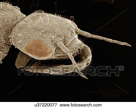 Stock Photo - Lateral view of head of damselfly, Odonata. Fotosearch