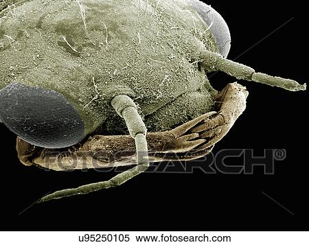 Lateral view of head of damselfly, Odonata View Large Photo Image Stock Photography - Lateral view of head of damselfly, Odonata. Fotosearch