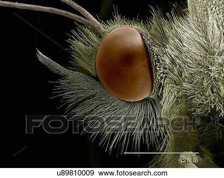 Lateral view of Pieris sp. butterfly head View Large Photo Image Stock Photo - Lateral view of Pieris sp. butterfly head. Fotosearch