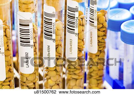 Stock Image - Lentils in test tubes. Fotosearch