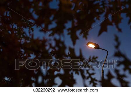 Lit street light amongst silhouetted foliage against blue sky at dusk View Large Photo Image Stock Image - Lit street light amongst silhouetted foliage against blue sky at dusk. Fotosearch