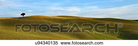 Lone tree on landscape, Val d'Orcia, Siena, Tuscany, Italy View Large Photo Image Stock Photography - Lone tree on landscape, Val d'Orcia, Siena, Tuscany, Italy. Fotosearch