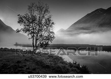 Stock Photo - Lone tree with morning fog seen on Tern Lake, Kenai Penninsula, Alaska. Fotosearch