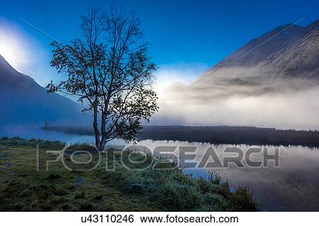 Stock Photograph - Lone tree with morning fog seen on Tern Lake, Kenai Penninsula, Alaska. Fotosearch