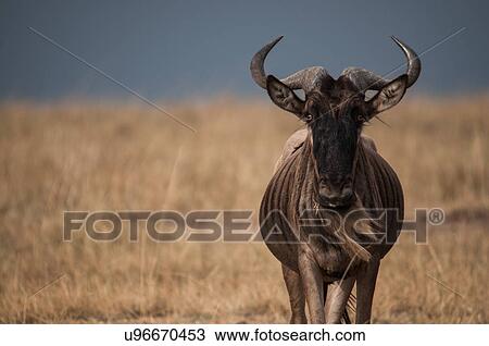Stock Image - Lonely wildebeest in the African plains, Masai Mara, Kenya. Fotosearch