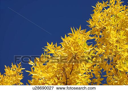 Low angle view of autumn tree branch against sky View Large Photo Image Stock Photo - Low angle view of autumn tree branch against sky. Fotosearch