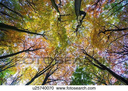 Low angle view of autumn trees against blue sky in forest View Large Photo Image Stock Image - Low angle view of autumn trees against blue sky in forest. Fotosearch
