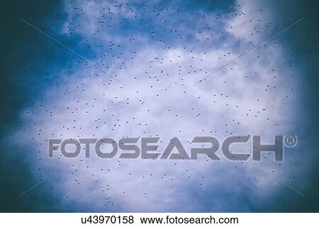 Low angle view of flock of starlings flying against cloudy sky View Large Photo Image Stock Photo - Low angle view of flock of starlings flying against cloudy sky. Fotosearch