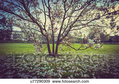 Stock Photo - Magnolia tree with petals on the grass. Fotosearch