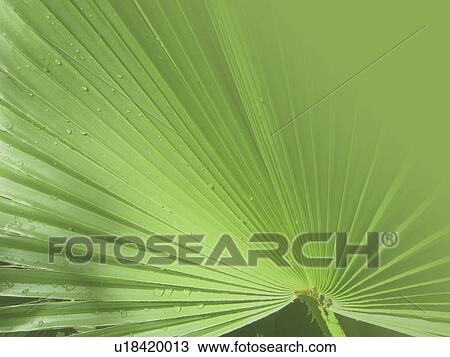 Stock Image - Mexican fan palm (Washingtonia robusta). Fotosearch