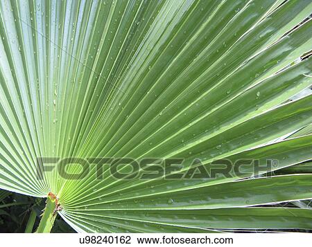 Stock Image - Mexican fan palm (Washingtonia robusta). Fotosearch