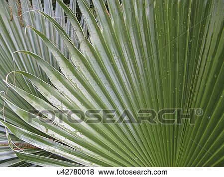 Mexican fan palm (Washingtonia robusta) View Large Photo Image Stock Photo - Mexican fan palm (Washingtonia robusta). Fotosearch