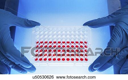 Stock Photograph - Microbiologist holding multiwell tray. Fotosearch