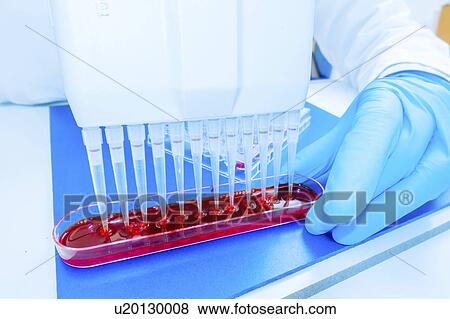 Stock Photo - Microbiologist using micropipettes. Fotosearch