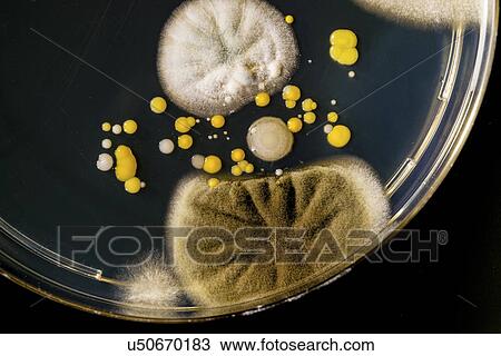 Mould and bacteria on petri dish View Large Photo Image Stock Image - Mould and bacteria on petri dish. Fotosearch