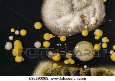 Stock Photo - Mould and bacteria on petri dish. Fotosearch