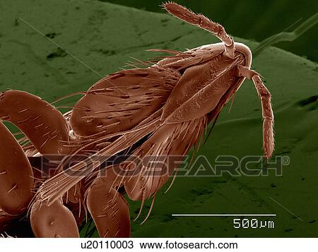 Stock Image - Mouthparts of groundhog flea (Phthiraptera: Polyplacidae Linognathoides Marmotae). Fotosearch