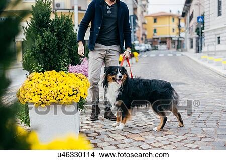 Picture - Neck down view of man walking dog on city street. Fotosearch