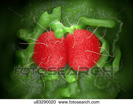Neisseria meningitidis bacteria View Large Photo Image Stock Image - Neisseria meningitidis bacteria. Fotosearch