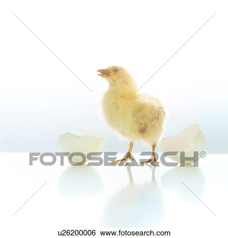 Newborn chicken and egg shell View Large Photo Image Stock Photograph - Newborn chicken and egg shell. Fotosearch