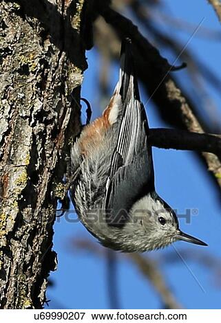 Stock Photo - Nut Hatch. Fotosearch
