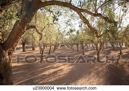 Olive grove, Lecce, Italy View Large Photo Image Picture - Olive grove, Lecce, Italy. Fotosearch