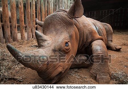 Orphan rhino in rescue shelter, Nairobi, Kenya View Large Photo Image Picture - Orphan rhino in rescue shelter, Nairobi, Kenya. Fotosearch