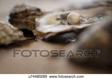clam with pearls inside