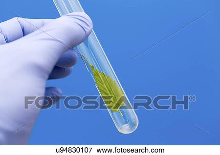 Person holding test tube with green leaf View Large Photo Image Stock Photo - Person holding test tube with green leaf. Fotosearch