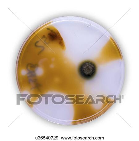 Stock Photo - Petri dish growing sample. Fotosearch