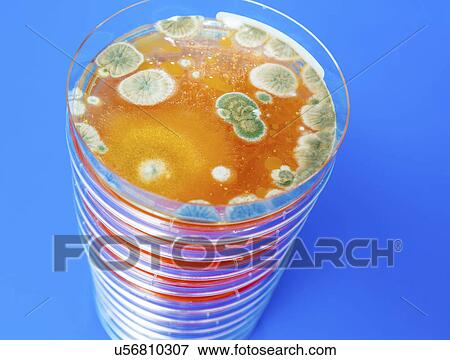 Stock Photo - Petri dish with mould growing. Fotosearch