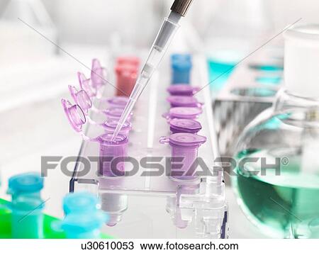 Stock Image - Pipetting samples into microcentrifuge tubes during an experiment in the laboratory. Fotosearch
