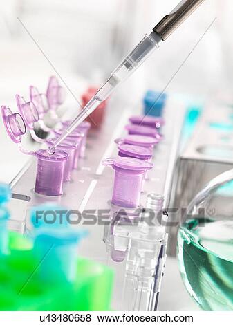 Stock Photo - Pipetting samples into microcentrifuge tubes during an experiment in the laboratory. Fotosearch