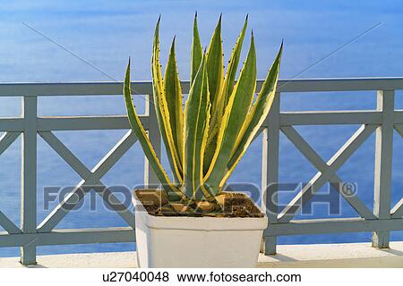 Plant in pot by the sea View Large Photo Image Stock Photo - Plant in pot by the sea. Fotosearch