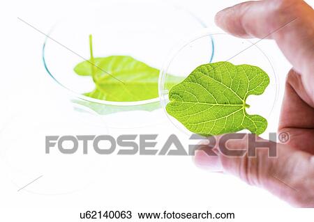 Plant leaf in a petri dish View Large Photo Image Stock Image - Plant leaf in a petri dish. Fotosearch