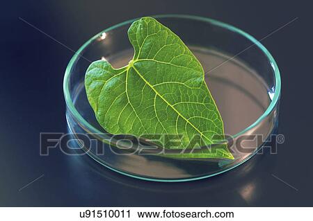 Plant leaf in a petri dish View Large Photo Image Stock Image - Plant leaf in a petri dish. Fotosearch