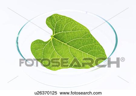 Stock Photography - Plant leaf in a petri dish. Fotosearch