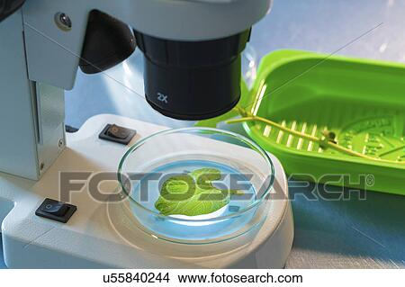Picture - Plant leaf in a petri dish under the microscope. Fotosearch