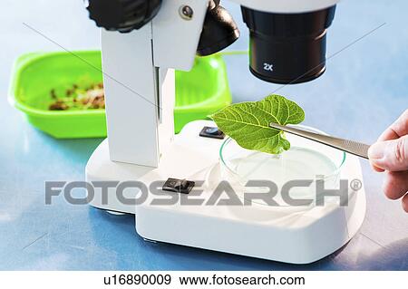 Stock Photo - Plant leaf under the microscope. Fotosearch