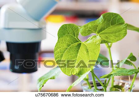 Plant View Large Photo Image Stock Photograph - Plant. Fotosearch