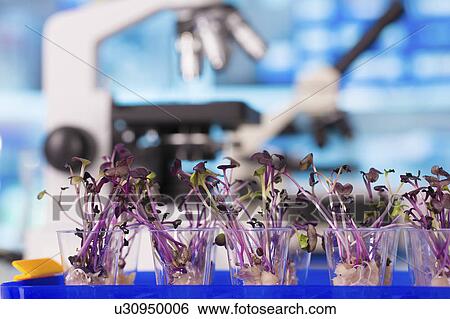 Plants growing View Large Photo Image Stock Photograph - Plants growing. Fotosearch