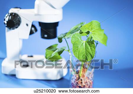 Stock Image - Plants in beaker with a microscope. Fotosearch