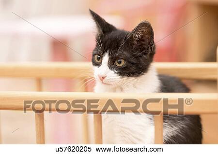 Stock Photography - Portrait of a cat looking away. Fotosearch